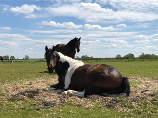 Horse lying down